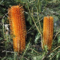 Heath - leaved Banksia (Banksia ericifolia) - Ladybird Nursery