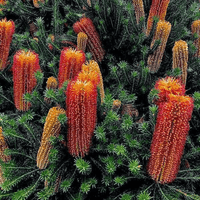 Heath-leaved Banksia (Banksia ericifolia)