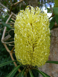 Birdsong Banksia (140mm pot)