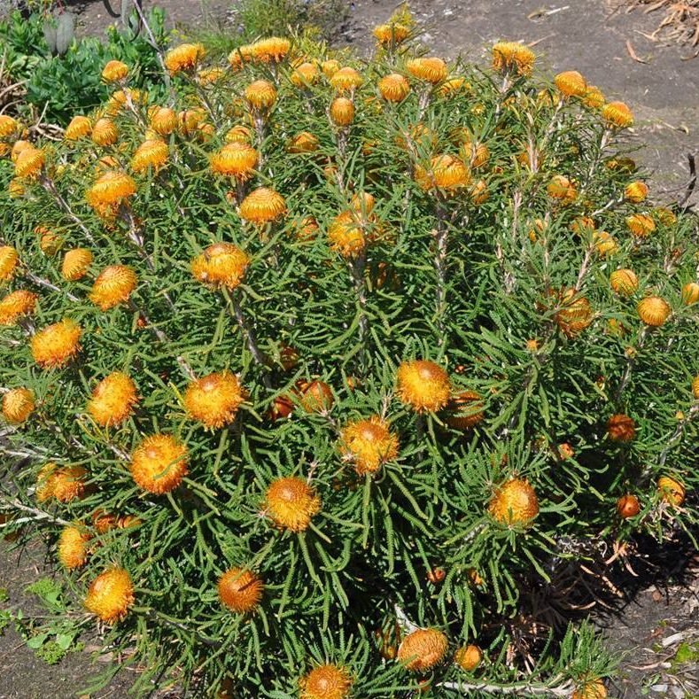 Showy Banksia (Banksia formosa) - Ladybird Nursery