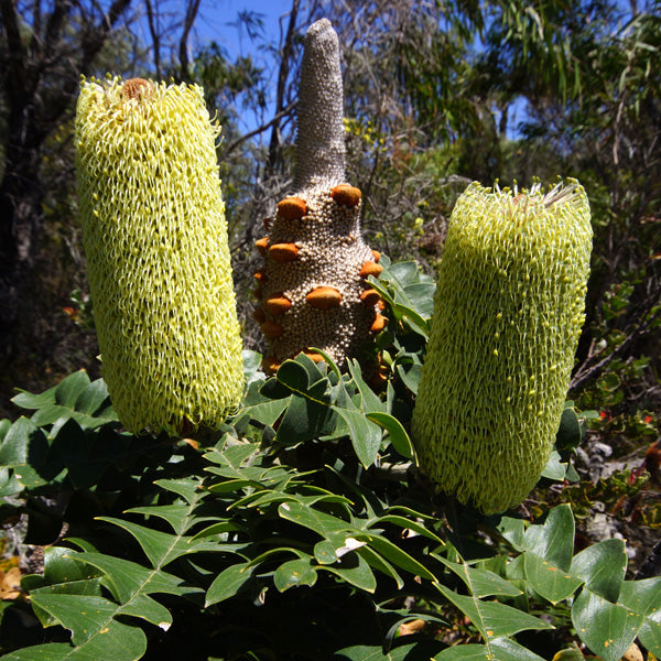 Bull Banksia (Banksia grandis)