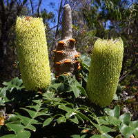 Bull Banksia (Banksia grandis)