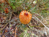 Coarse Banksia (Banksia grossa) - Ladybird Nursery