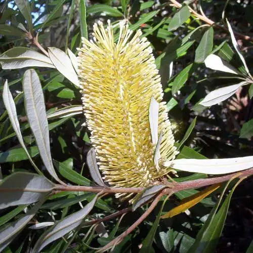 Coast Banksia (Banksia integrifolia)