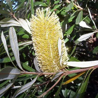 Coast Banksia (Banksia integrifolia) - Ladybird Nursery
