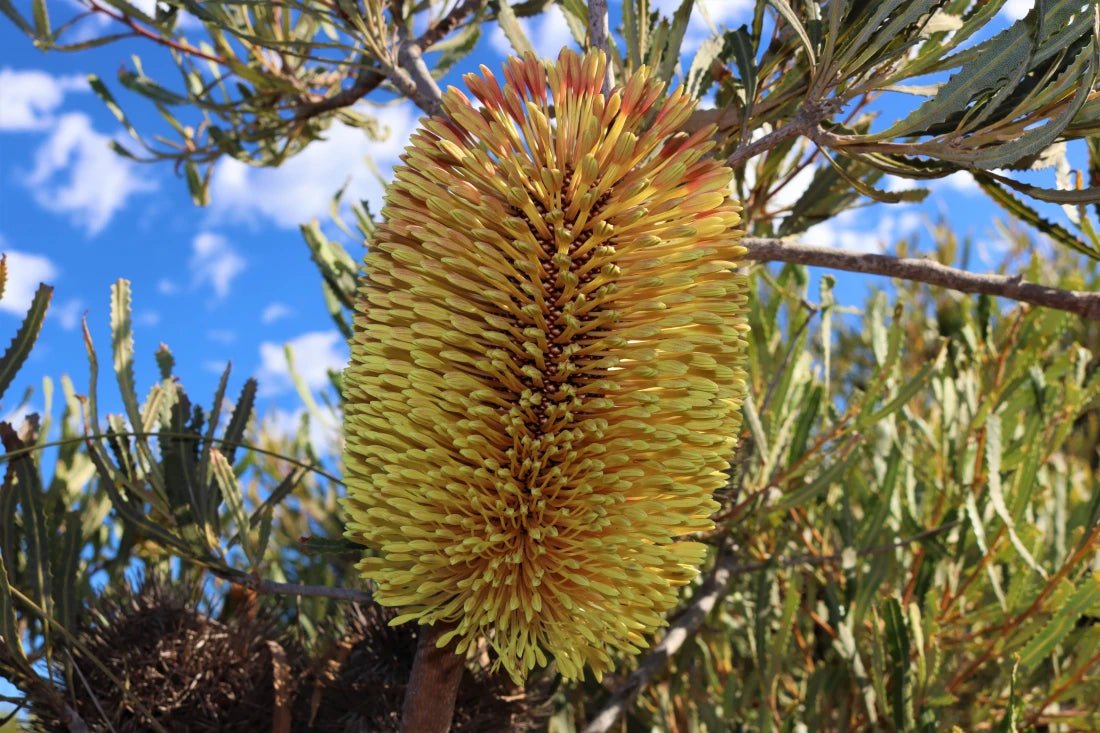 Coarse Banksia (Banksia grossa) - Ladybird Nursery