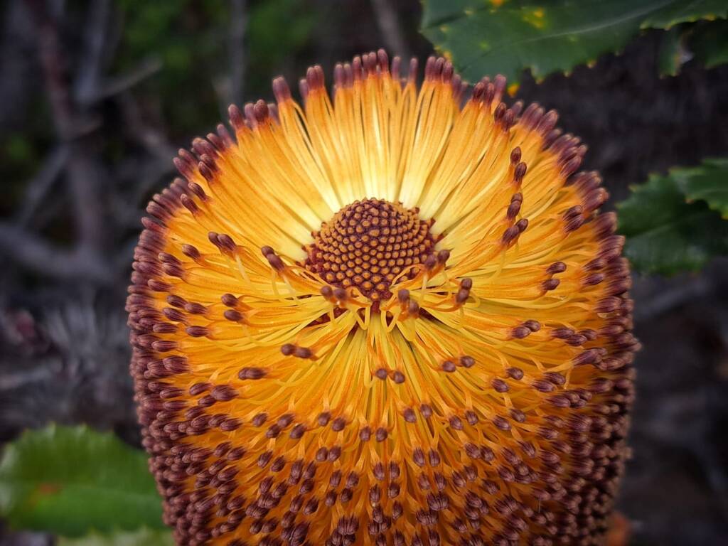 Southern Plains Banksia (Banksia media)