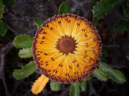 Southern Plains Banksia (Banksia media)