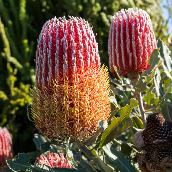 Dwarf Menzies' Banksia (Banksia menziesii)