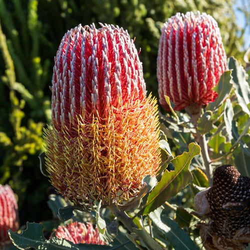 Dwarf Menzies' Banksia (Banksia menziesii) - Ladybird Nursery