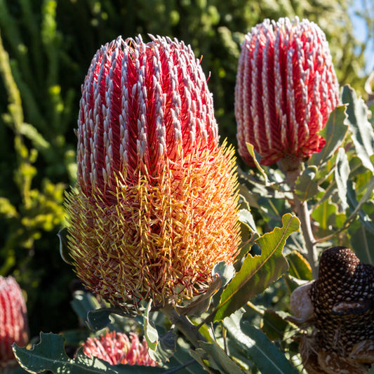 Dwarf Menzies' Banksia (Banksia menziesii)