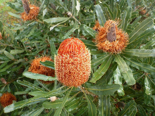 Dwarf Menzies' Banksia (Banksia menziesii) - Ladybird Nursery