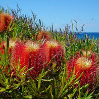 Red Swamp Banksia (Banksia occidentalis)