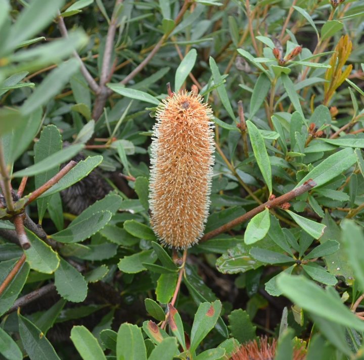 Banksia 'Little Pal'