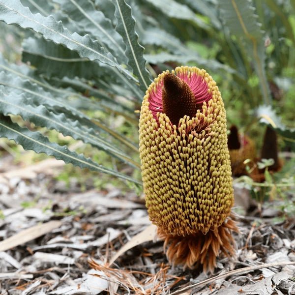 Creeping Banksia (Banksia petiolaris) - Ladybird Nursery