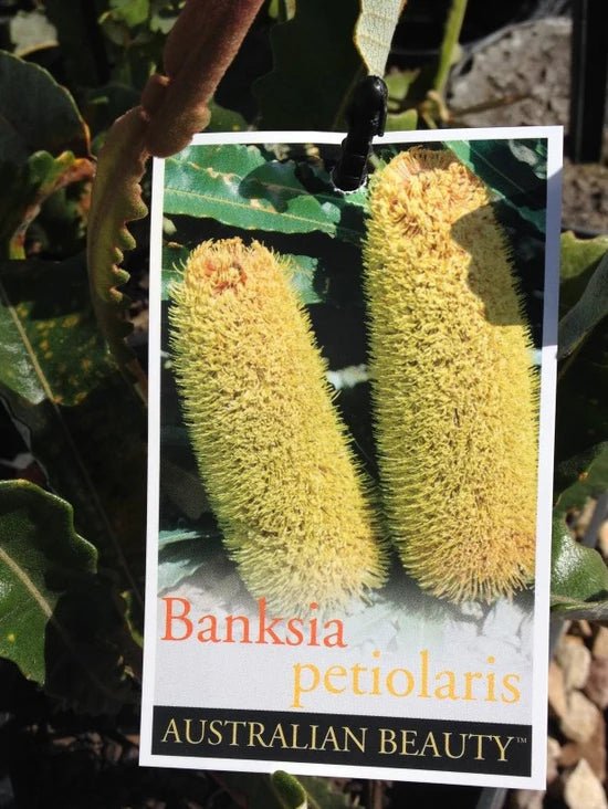 Prostrate Banksia (Banksia petiolaris) - Ladybird Nursery
