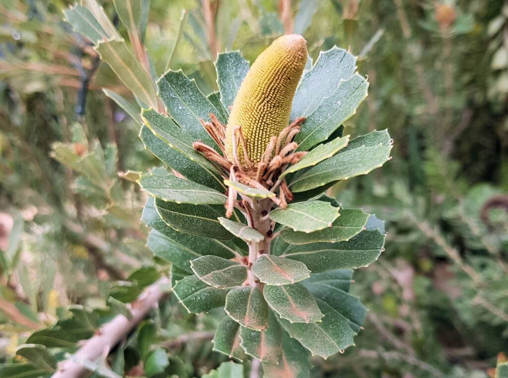 Yellow Cut - leaf Banksia (Banksia praemorsa) - Ladybird Nursery