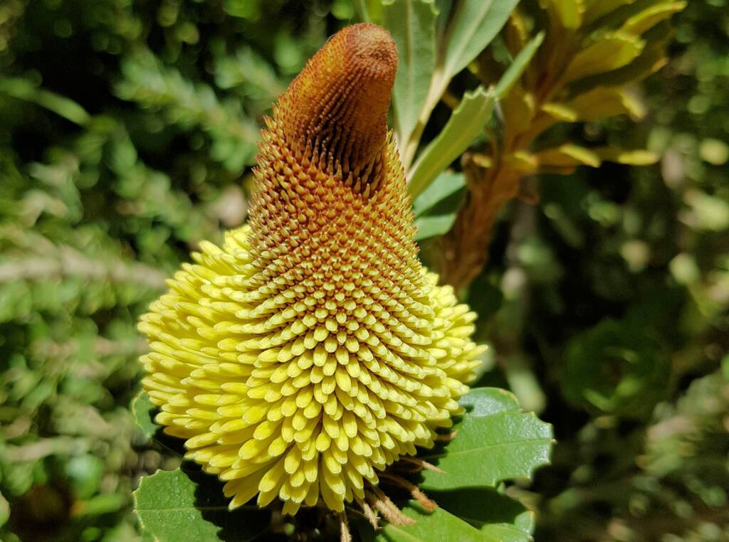 Yellow Cut - leaf Banksia (Banksia praemorsa) - Ladybird Nursery