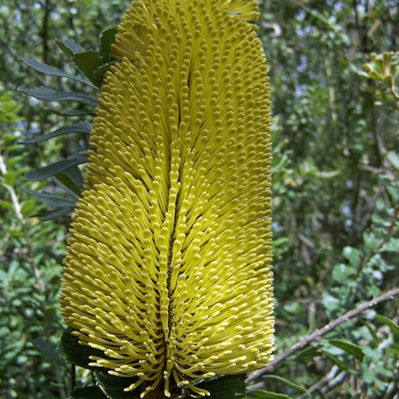 Yellow Cut - leaf Banksia (Banksia praemorsa) - Ladybird Nursery
