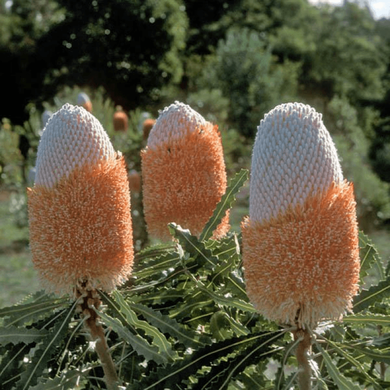 Dwarf Acorn Banksia (Banksia prionotes) - Ladybird Nursery