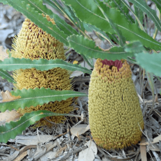 Creeping Banksia (Banksia petiolaris) - Ladybird Nursery