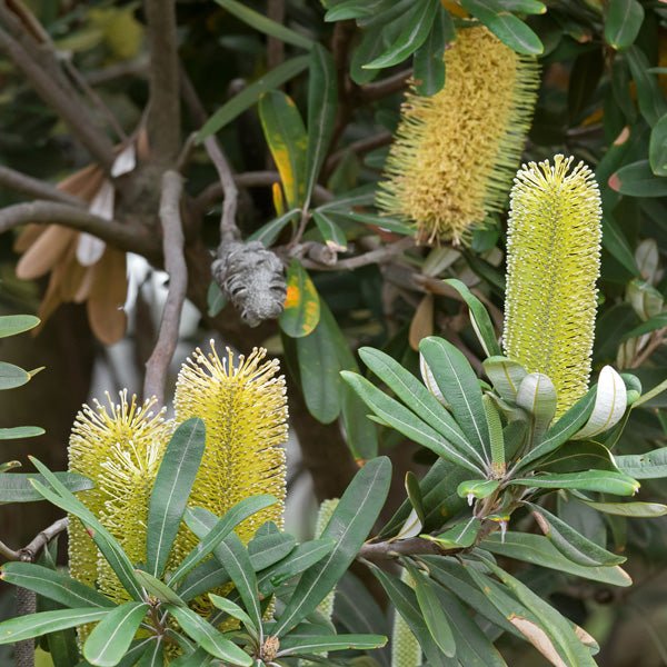 Roller Coaster Banksia (Banksia integrifolia) - Ladybird Nursery