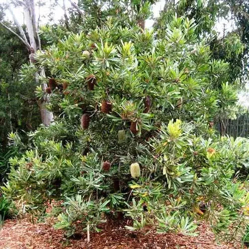 Saw Banksia (Banksia serrata)