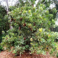 Saw Banksia (Banksia serrata) - Ladybird Nursery