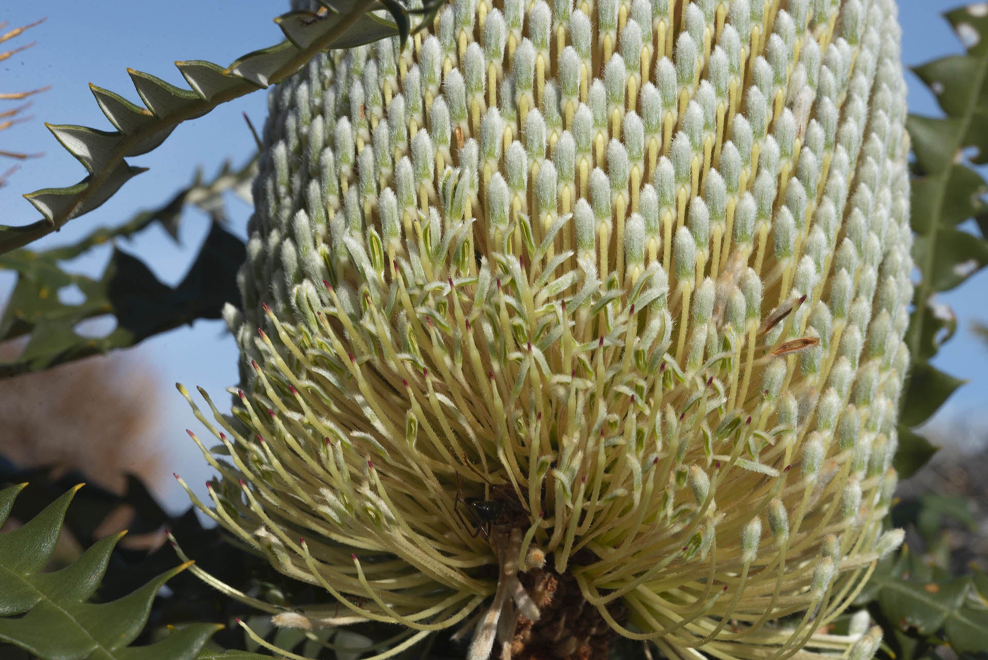 Showy Banksia (Banksia speciosa)