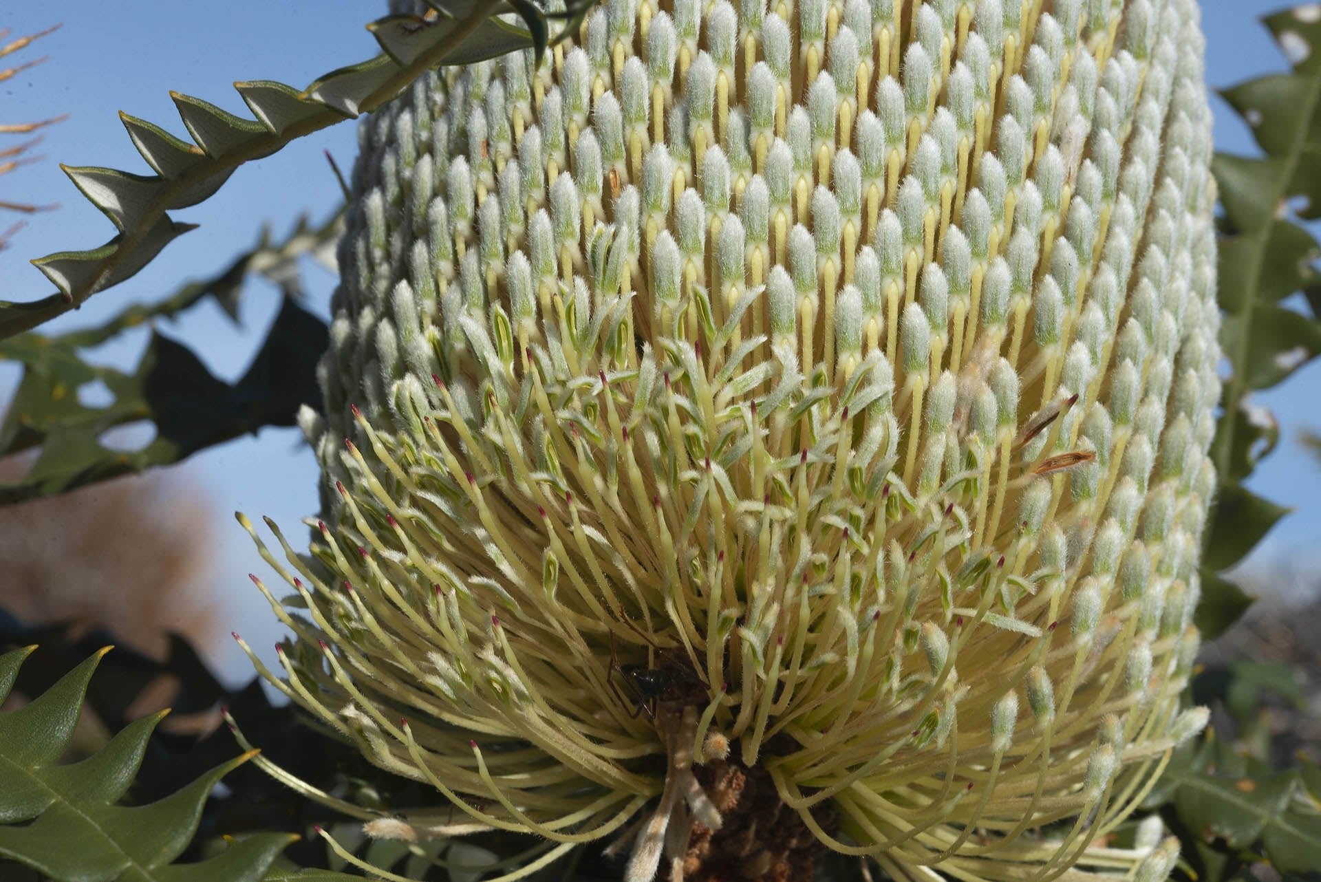 Showy Banksia (Banksia speciosa) - Ladybird Nursery