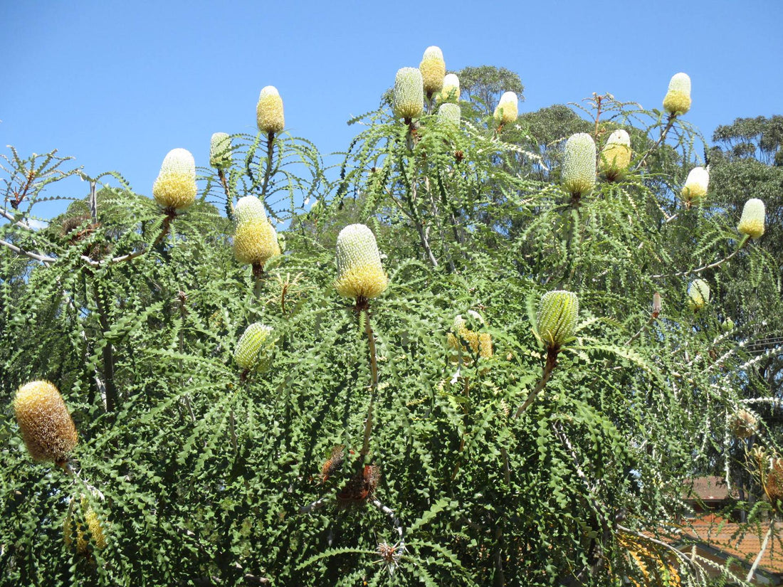 Showy Banksia (Banksia speciosa) - Ladybird Nursery
