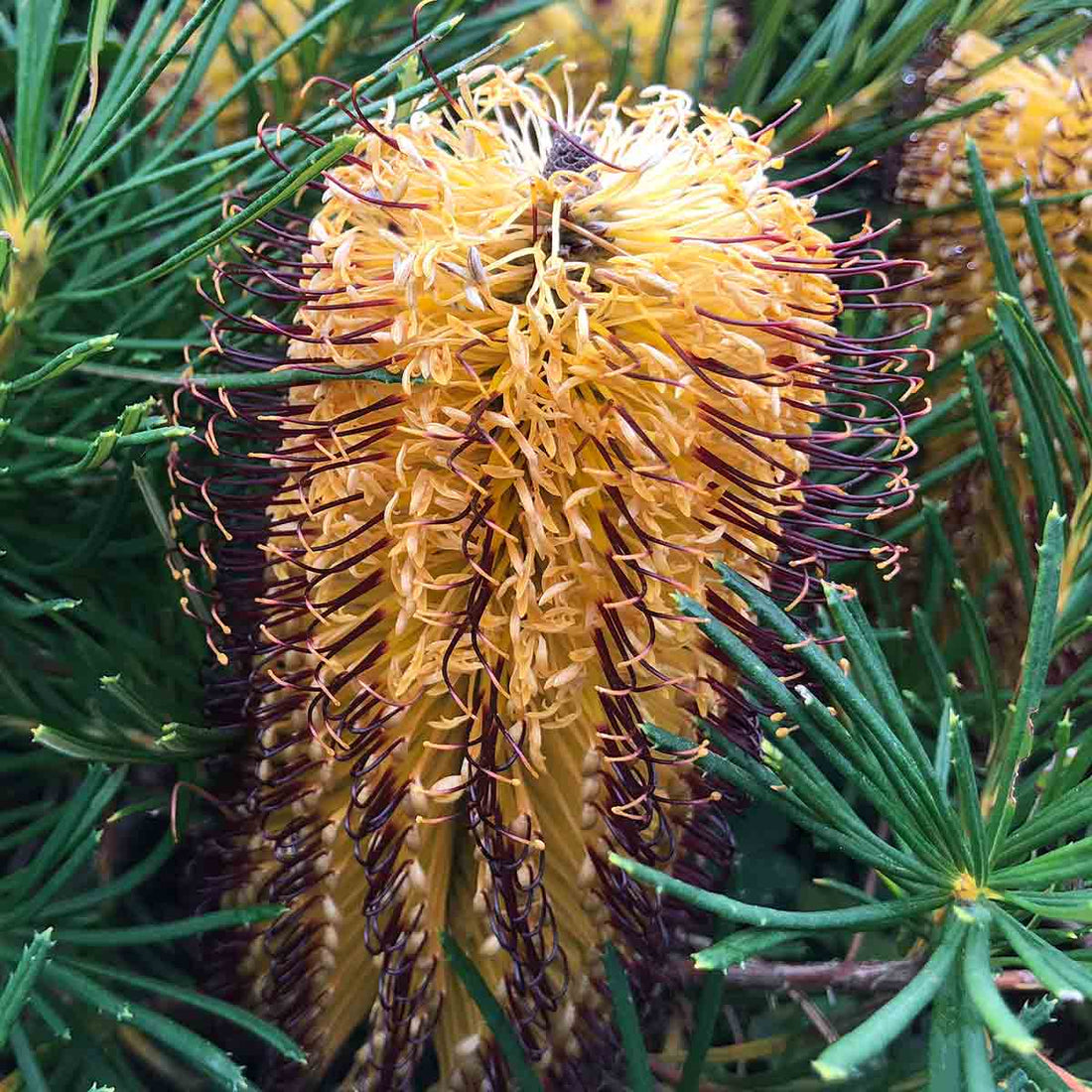 Banksia 'Coastal Cushion' (Banksia spinulosa) - Ladybird Nursery