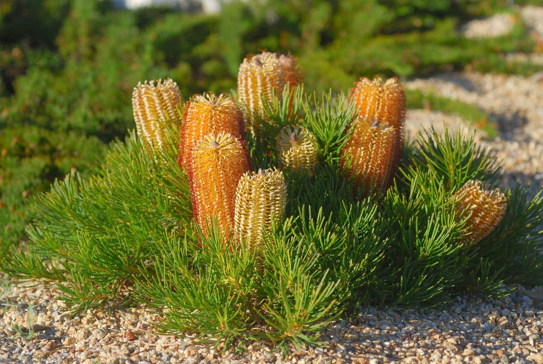 Banksia 'Coastal Cushion' (Banksia spinulosa) - Ladybird Nursery