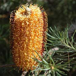 Hairpin Banksia (Banksia spinulosa) - Ladybird Nursery