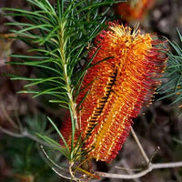 Hairpin Banksia (Banksia spinulosa) - Ladybird Nursery