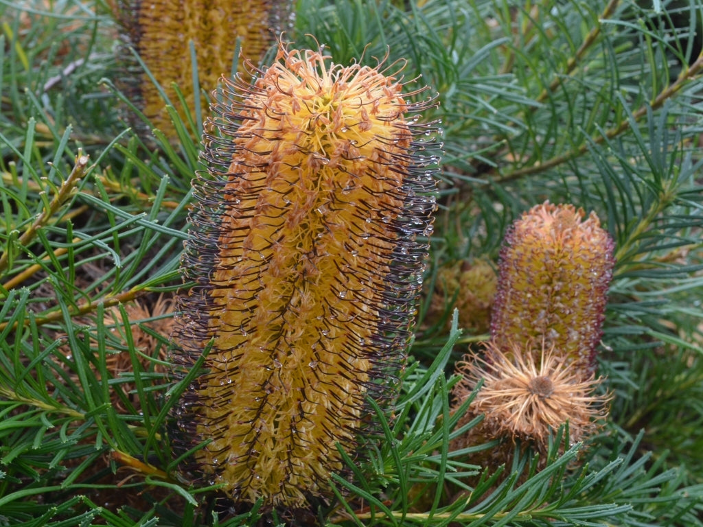 Cherry Candles Banksia (Banksia spinulosa)
