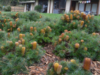 Banksia 'Cherry Candles' (Banksia spinulosa) - Ladybird Nursery