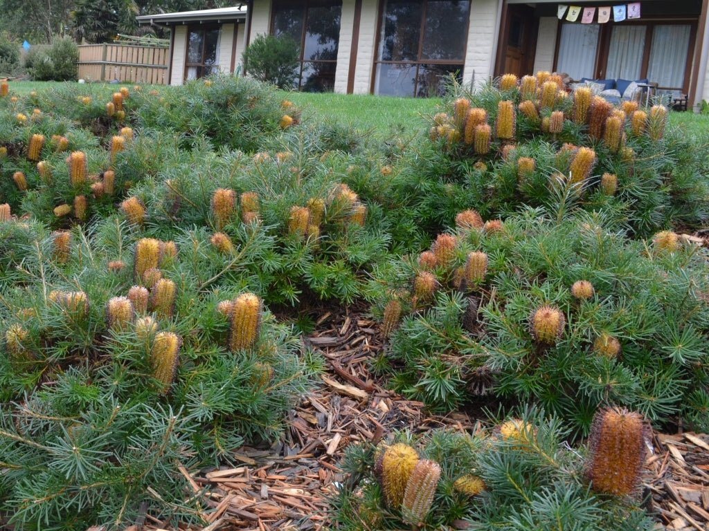 Banksia 'Cherry Candles' (Banksia spinulosa) - Ladybird Nursery