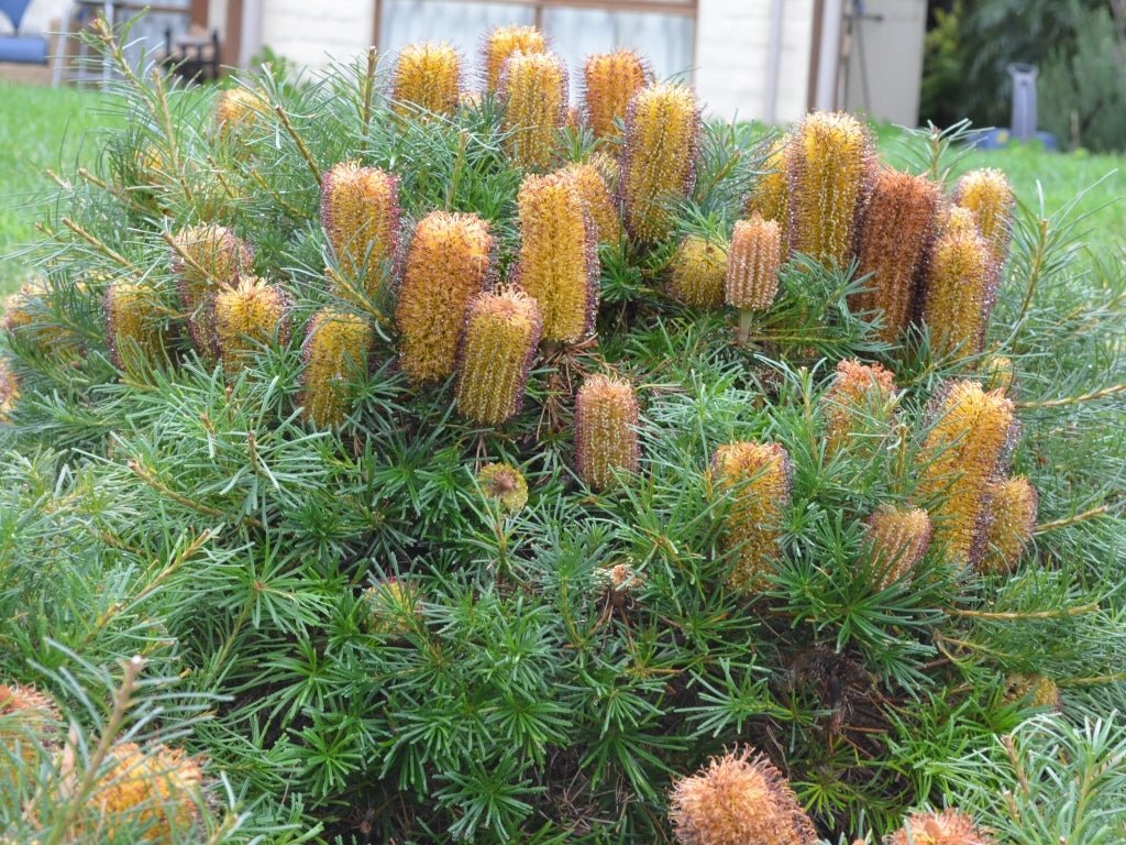 Banksia 'Cherry Candles' (Banksia spinulosa) - Ladybird Nursery