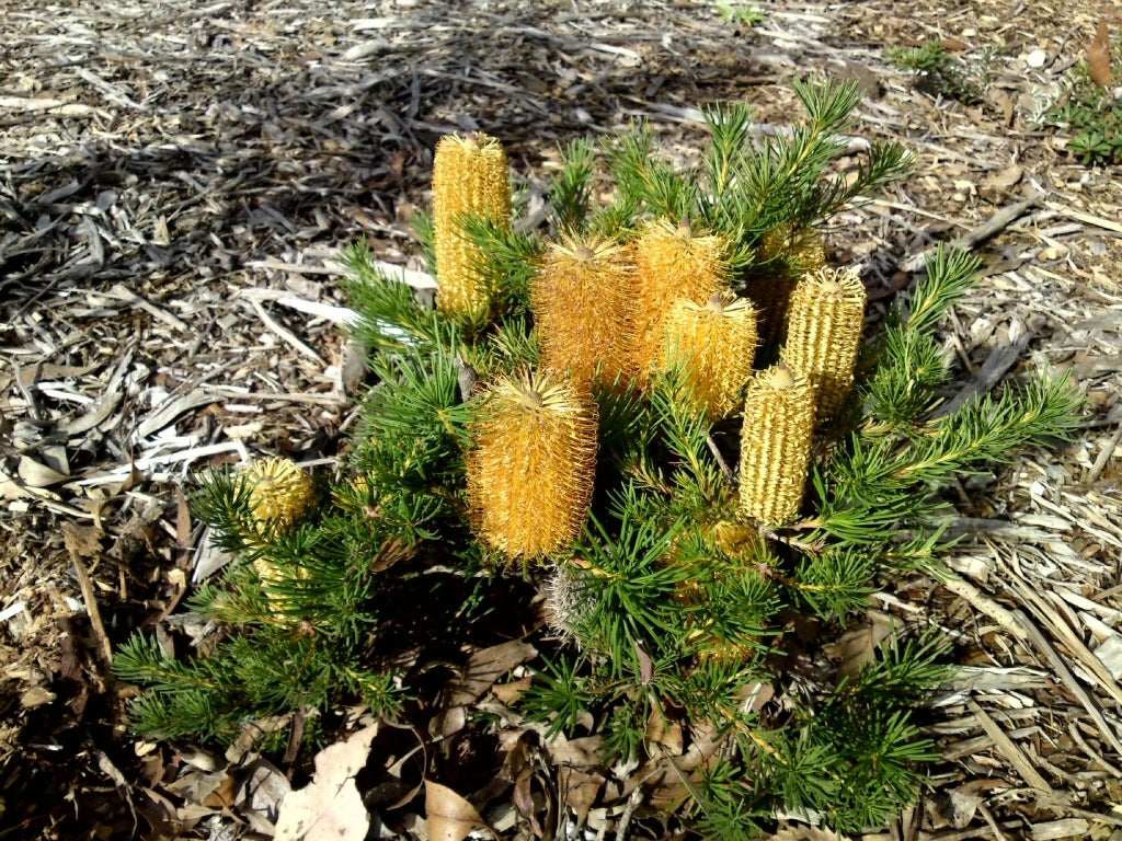 Banksia 'Bold and Gold' (Banksia spinulosa)