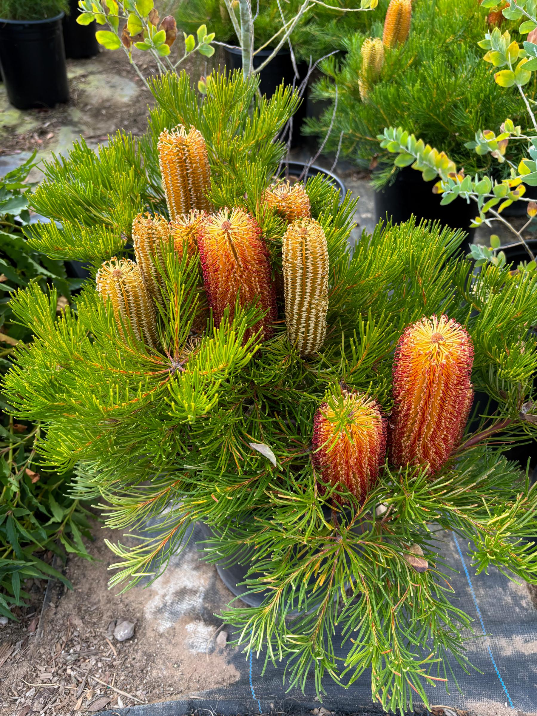 Dwarf Hairpin Banksia (Banksia spinulosa)