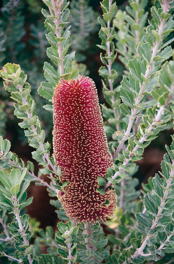Yellow Cut - leaf Banksia (Banksia praemorsa) - Ladybird Nursery