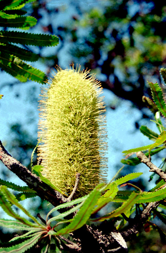 Wallum Banksia (Banksia aemula)