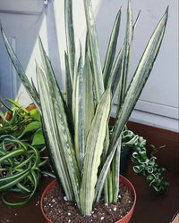 Sansevieria 'Bantels' - Ladybird Nursery