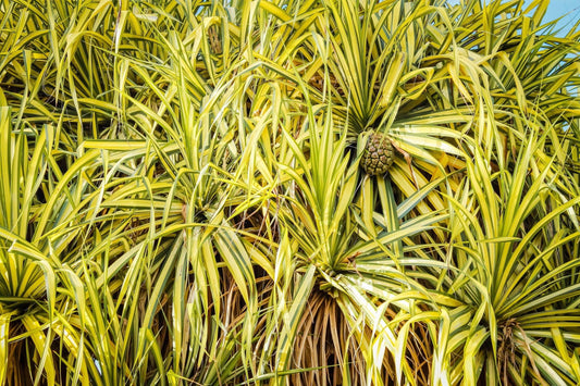 Variegated Screw Pine (Pandanus baptistii)