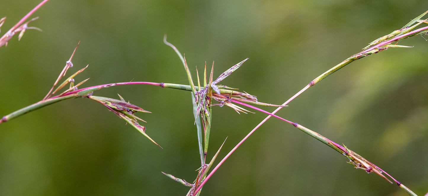 Barbed Wire Grass (Cymbopogon refractus)