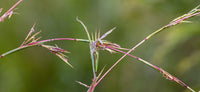 Barbed Wire Grass (Cymbopogon refractus)