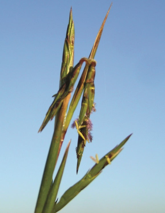 Barbed Wire Grass (Cymbopogon refractus)
