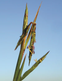 Barbed Wire Grass (Cymbopogon refractus)