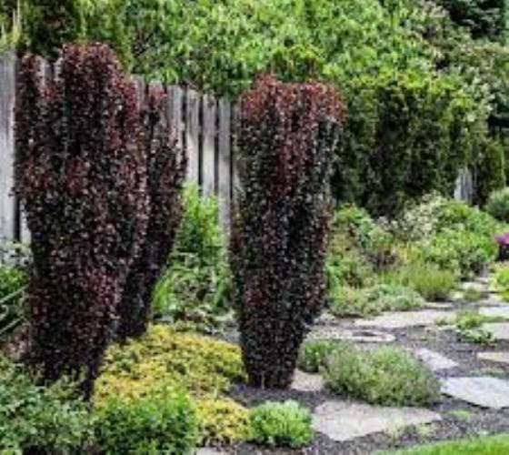 Helmond Pillar Japanese Barberry (Berberis thunbergii)